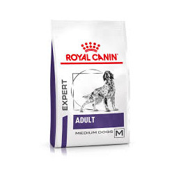 ADULT DOG